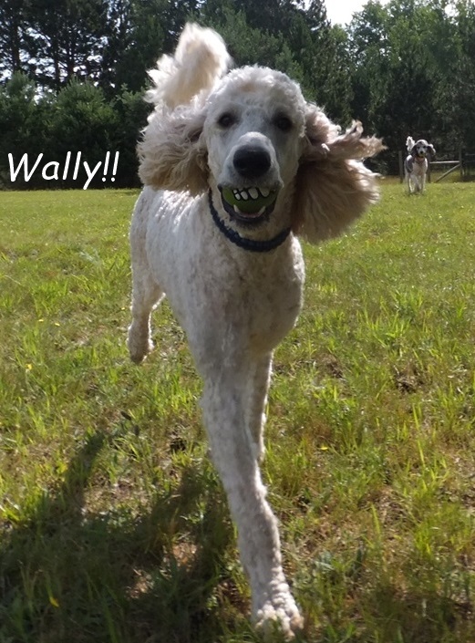 WALLY