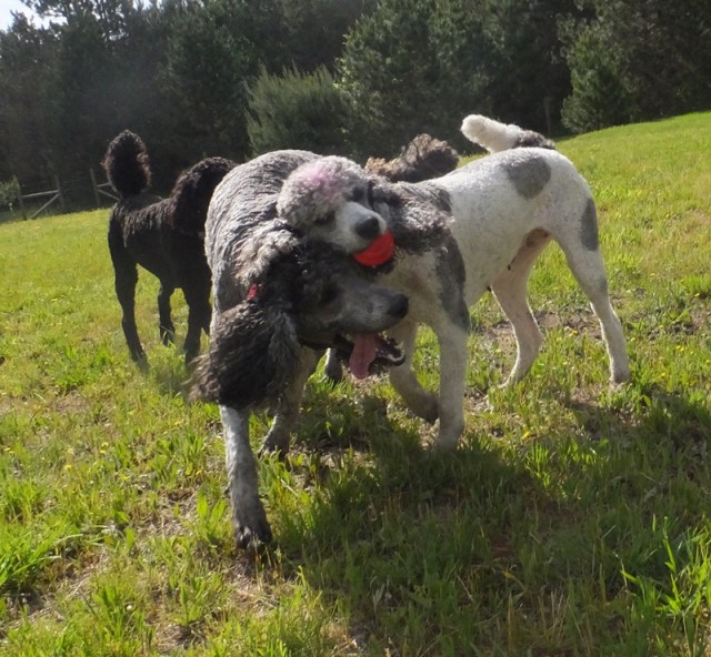 We love these squeaky balls!