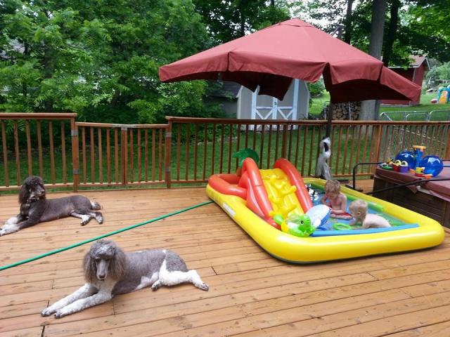 Citori and Izzie guarding their twins