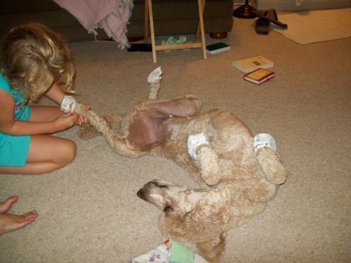 A little girls best friend, a cooperative poodle