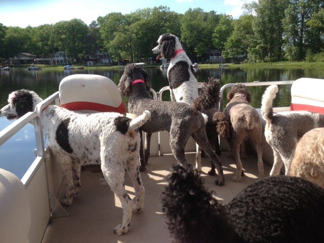 9 dog pontoon ride