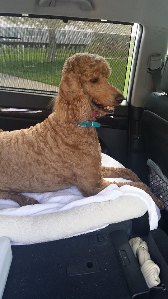 Poppy LOVES the car!!