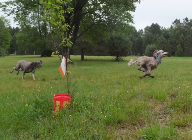 Look at Rosalie GO!!