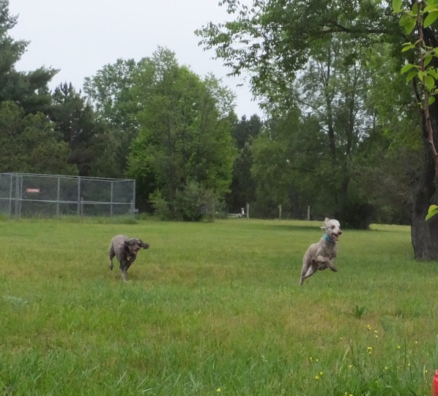 See Rosie Run! Run Rosie run!!