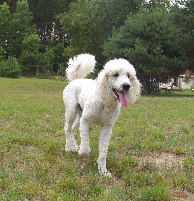 The stud muffin Wally!