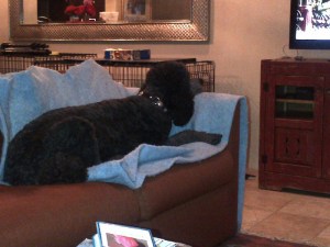 Big/Henri watching TV