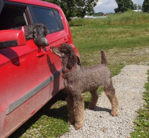 Beau!! Lexie's dad. Rene and Rosalie's grandpa!