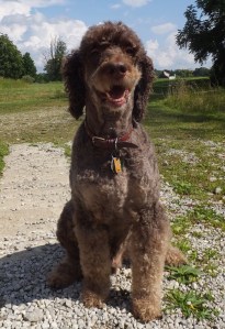 Such a good boy! Beau lives in Ohio with Hope and Maurice/Horace!