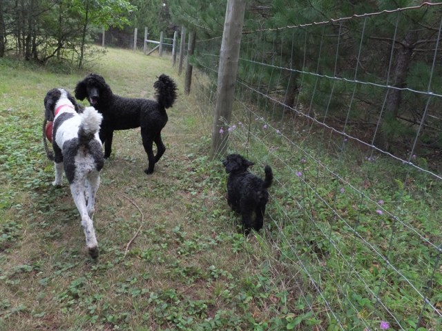 Running with the big dogs