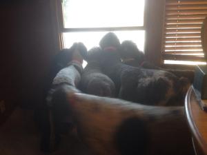 Did you hear the PONTOON??