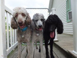 Rosalie, Dottie and Rene!