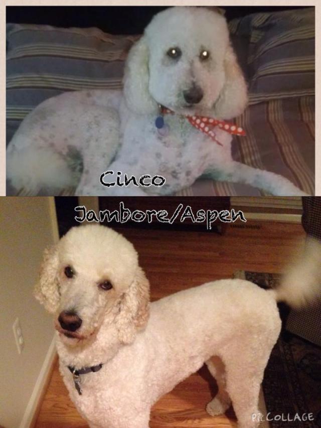 Cinco (bottom) Aspen (top) I got the names backwards :0