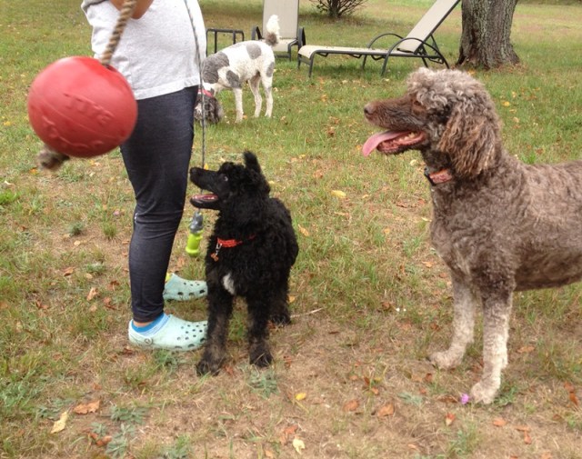 Dennis loves the ball!