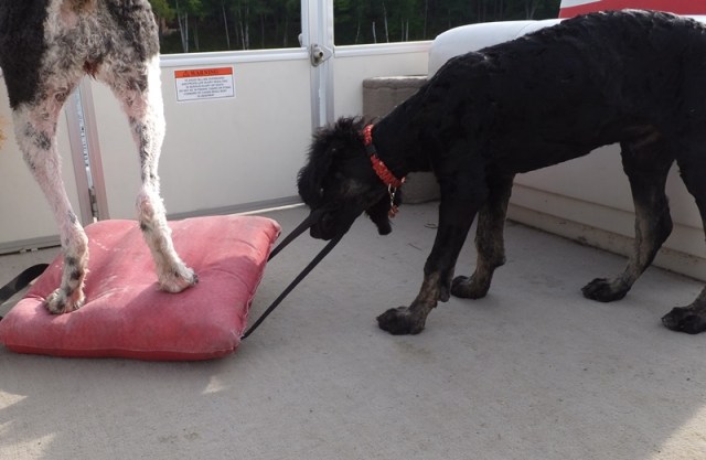 Entertaining himself