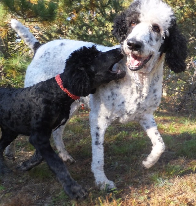 Dennis and Patti Sue