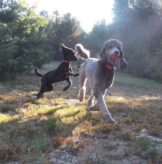 Dennis loves the park!