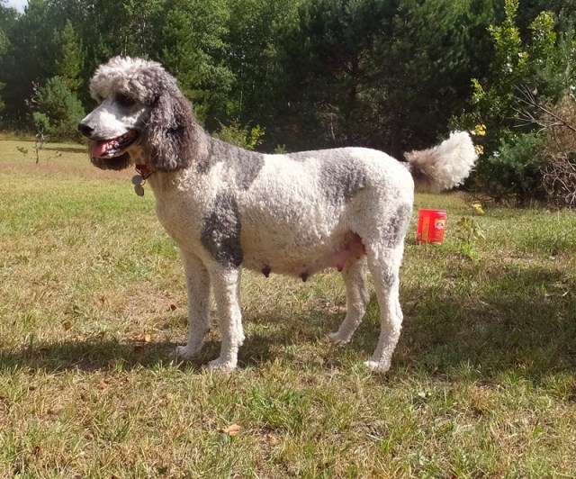 Dottie two days to go