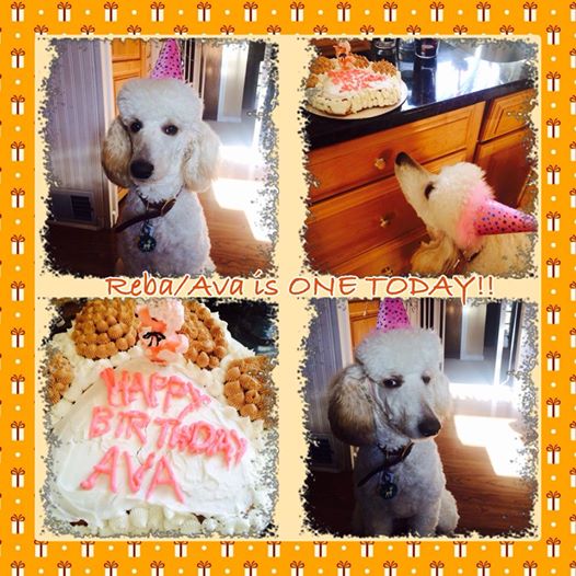 Reba/Ava's birthday party :D