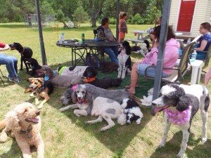 2015 spring poodle reunion