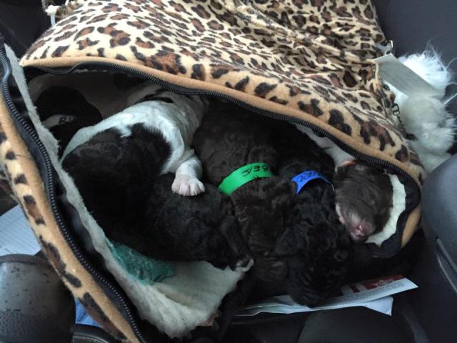 12246638_10153755480548493_7719970391601069911_n